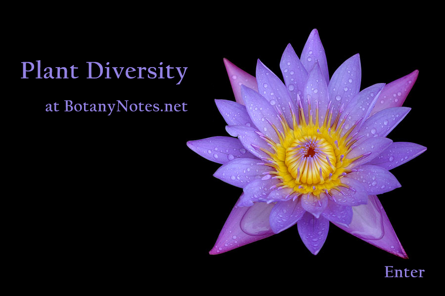 Plant Notes 